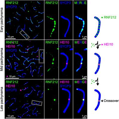 Chromosome architecture and homologous recombination in meiosis